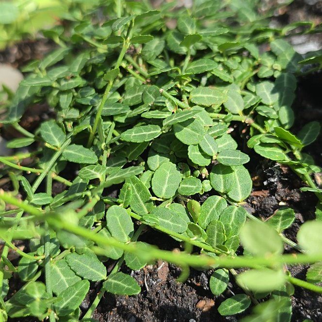 Photo of the plant species Fortune's Spindle by @FunRaspfern5 named Fernie Saunders on Greg, the plant care app