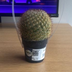 Photo of the plant species Mammillaria decipiens by @SoaringRedmambo named Jeff on Greg, the plant care app
