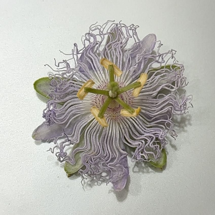 Photo of the plant species Maypop by @PetForkedrush95 named Shakira on Greg, the plant care app