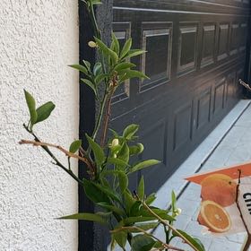 Photo of the plant species Valencia Orange by @HolyNiaouli93 named LiloStitch on Greg, the plant care app