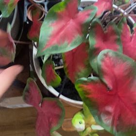 Photo of the plant species Brandywine Caladium by @SuaveChaya4 named Morgan Treeman on Greg, the plant care app