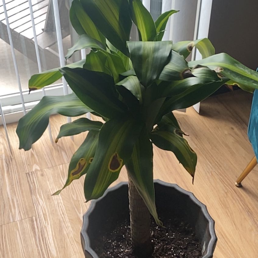 Photo of the plant species Foliage by @LordRosea85 named Clooney on Greg, the plant care app
