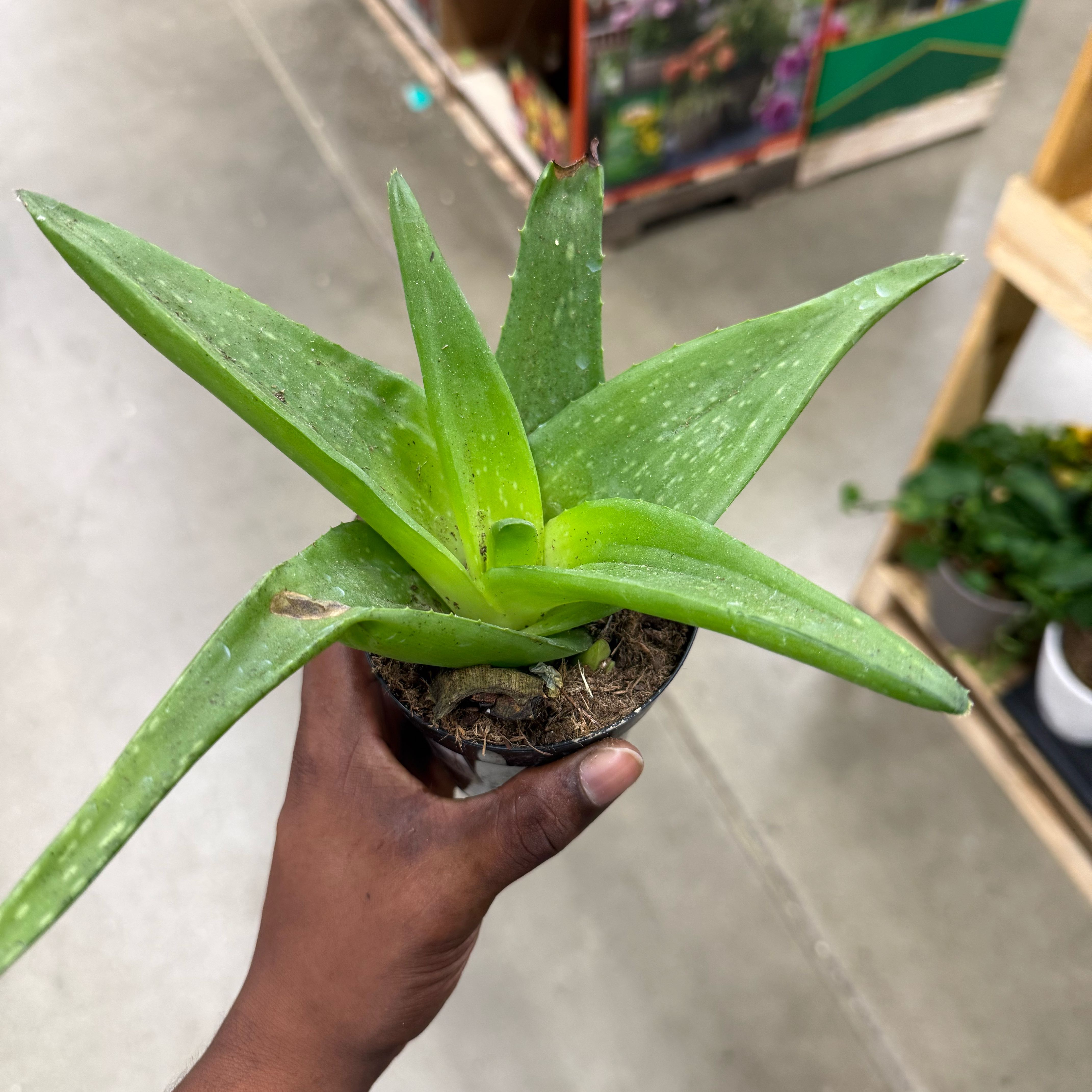 Photo of the plant species Aloe barbadensis by @FastPurpleheart named Baesil on Greg, the plant care app