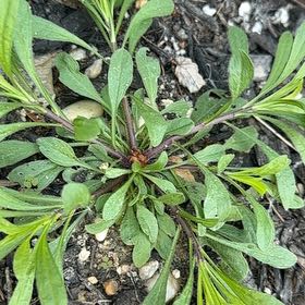 Photo of the plant species Alpine Aster by @FairFenugreek named Gomez on Greg, the plant care app
