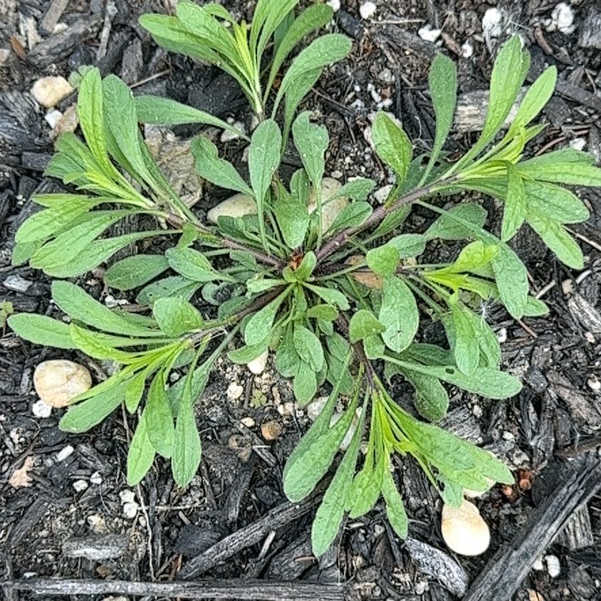 Photo of the plant species Goose Grass by @FairFenugreek named Huckleberry Fern on Greg, the plant care app