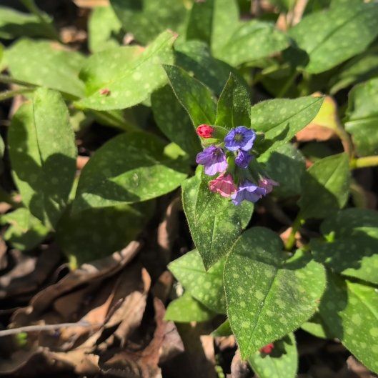 Photo of the plant species Common Lungwort by @AestheticFern42 named Foxxy on Greg, the plant care app