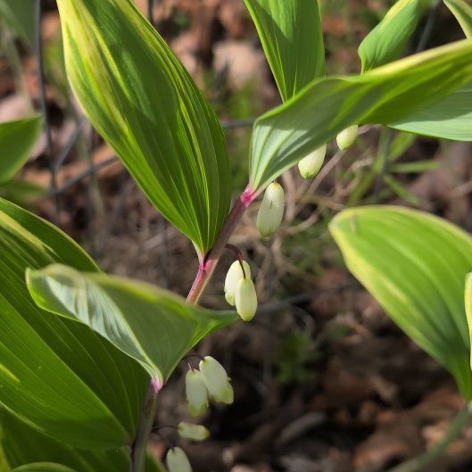 Photo of the plant species Angular Solomon's Seal by @AestheticFern42 named Beckham on Greg, the plant care app