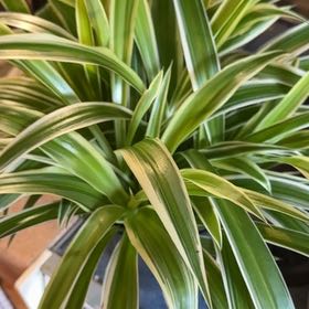 Photo of the plant species Ocean Spider Plant by @PetBegonia95 named Elle on Greg, the plant care app