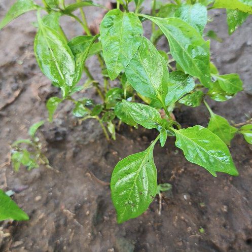 Photo of the plant species Capsicum 'Chilly Chili' by @VirtuousJuniper named Bieber on Greg, the plant care app