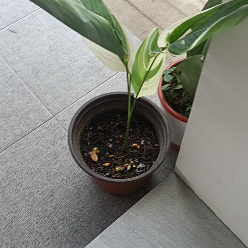 Photo of the plant species Araruta by @EclecticCat80 named Plato on Greg, the plant care app