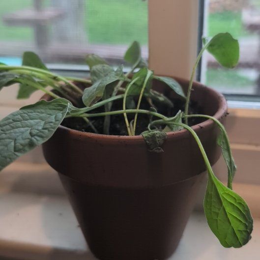 Photo of the plant species Dwarf Forget Me Not by @PetCordmoss60 named Mijkey on Greg, the plant care app