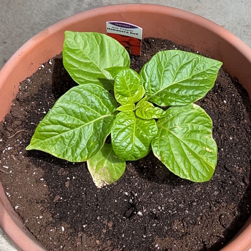 Photo of the plant species Habanero Red by @HardyRibbonwood named Captain SpicyPants on Greg, the plant care app