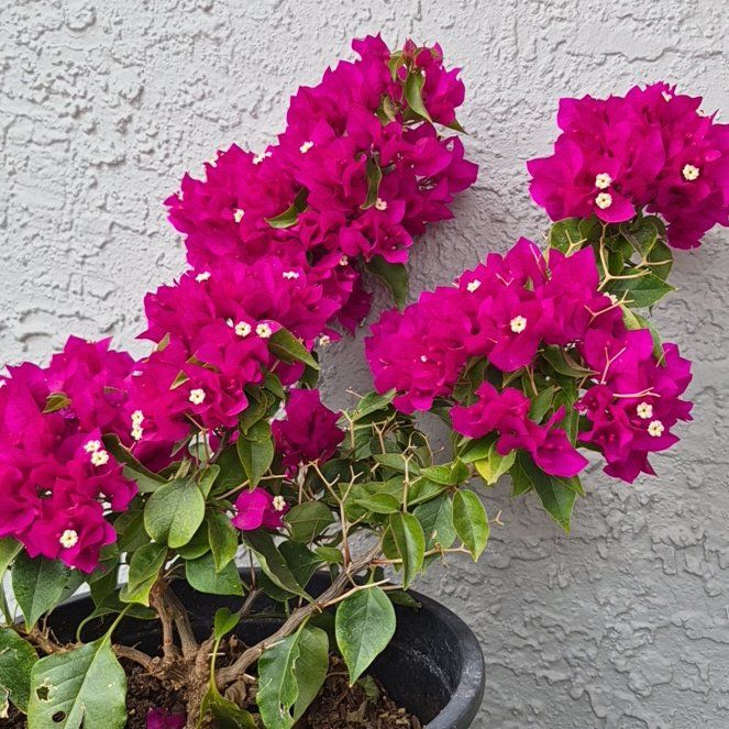 Photo of the plant species Lesser Bougainvillea by @BrightLlavea37 named Gates on Greg, the plant care app
