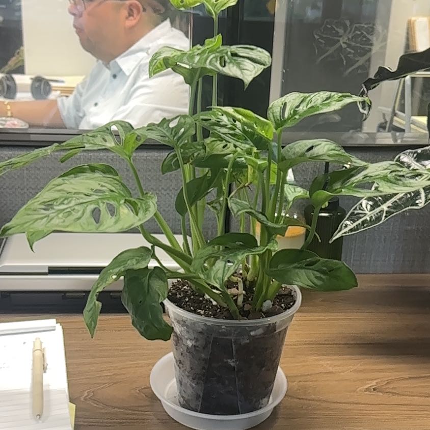 Photo of the plant species Swiss Cheese Plant by @ToughNoblefir98 named Naomi on Greg, the plant care app