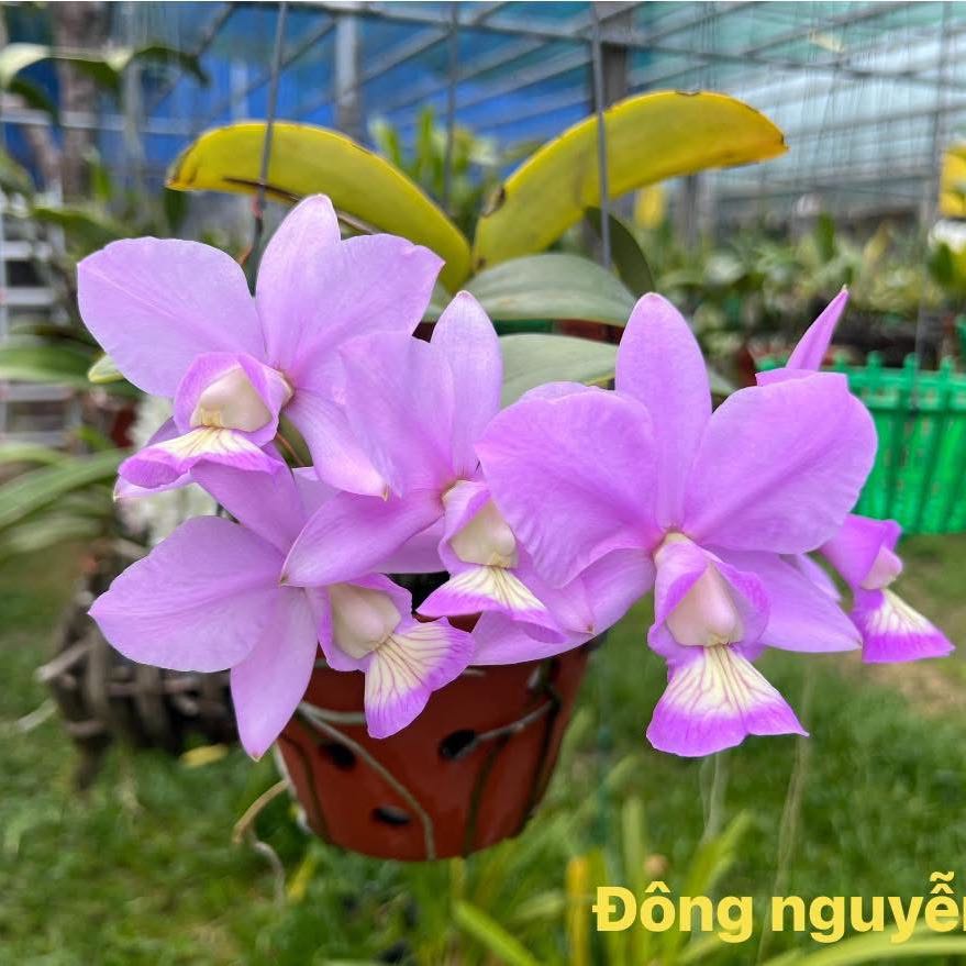 Photo of the plant species Cattleya nobilior by @KeyJade58 named Apollo on Greg, the plant care app