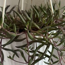 Photo of the plant species Senecio Purple Flush by @PoetZzplant89 named Purple Flush on Greg, the plant care app