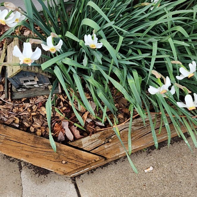 Photo of the plant species Poet's Narcissus by @RulerPurei82 named Lil' Derrick on Greg, the plant care app
