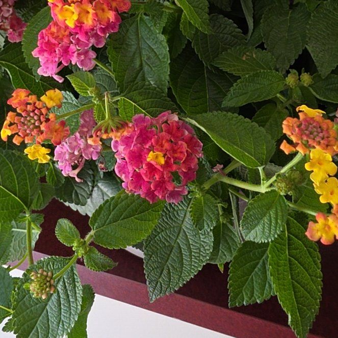Photo of the plant species Lantana by @RulerPurei82 named Beyonce on Greg, the plant care app