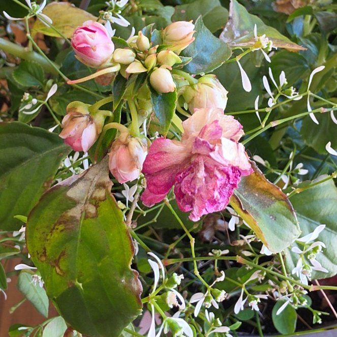 Photo of the plant species Zimbabwe creeper by @RulerPurei82 named Carlyle on Greg, the plant care app