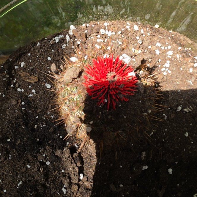 Photo of the plant species Ferocactus Pilosus by @RulerPurei82 named Kendall on Greg, the plant care app
