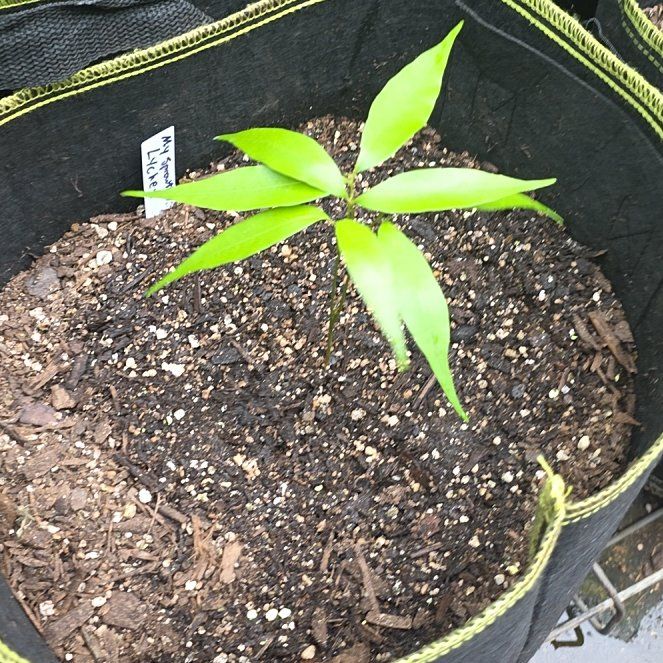 Photo of the plant species Lychee by @KaiRonStyx named Lee Qi on Greg, the plant care app