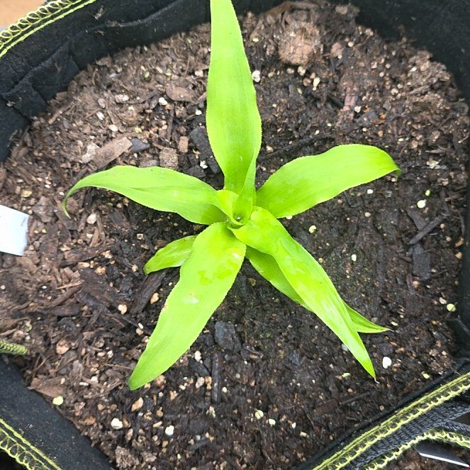 Photo of the plant species White Jade Pineapple by @KaiRonStyx named Jadé on Greg, the plant care app