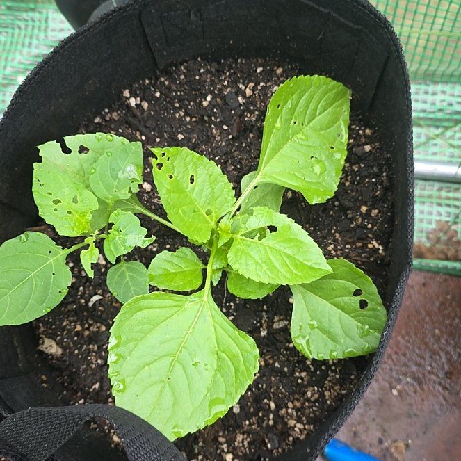 Photo of the plant species Toothache Plant by @KaiRonStyx named Toofers on Greg, the plant care app