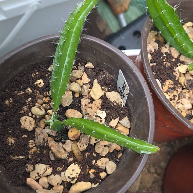 Photo of the plant species Red Pitaya by @KaiRonStyx named Edgar Cayce on Greg, the plant care app