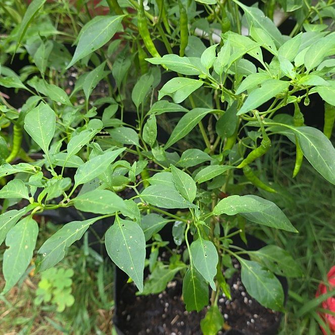 Photo of the plant species Thai Hot Pepper by @KaiRonStyx named Sawasdee on Greg, the plant care app