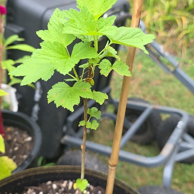 Photo of the plant species Black Currant by @KaiRonStyx named Pretinha on Greg, the plant care app