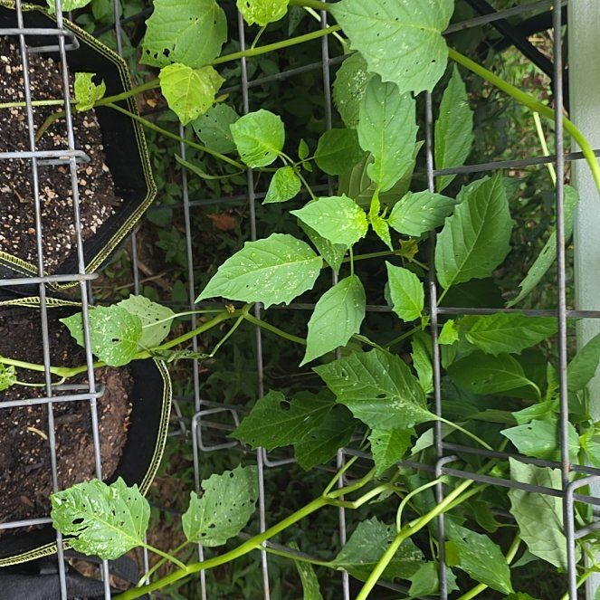 Photo of the plant species Tomatillo 'Grande Rio Verde' by @KaiRonStyx named Mr Green on Greg, the plant care app