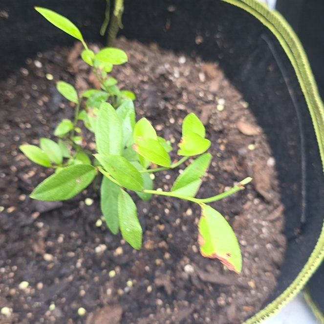 Photo of the plant species Blueberry Pink by @KaiRonStyx named Pinkberry on Greg, the plant care app
