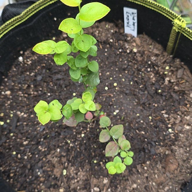 Photo of the plant species Emerald Blueberry Bush by @KaiRonStyx named Esmeralda on Greg, the plant care app