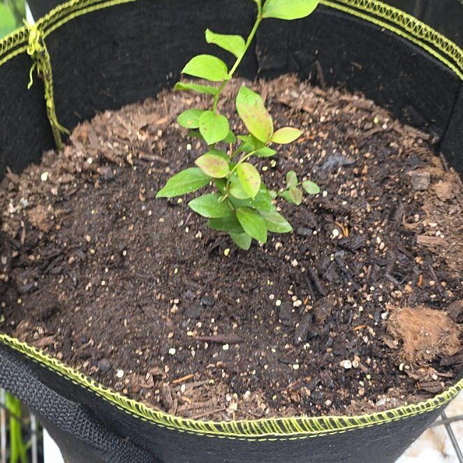 Photo of the plant species Top Hat Blueberry by @KaiRonStyx named Mad Hatter on Greg, the plant care app