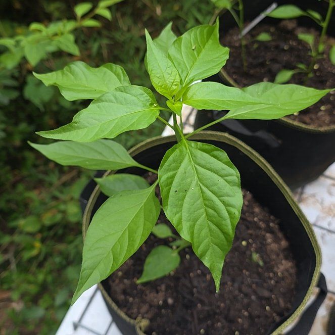 Photo of the plant species Pequin Peppers by @KaiRonStyx named Chiltepin Monte on Greg, the plant care app