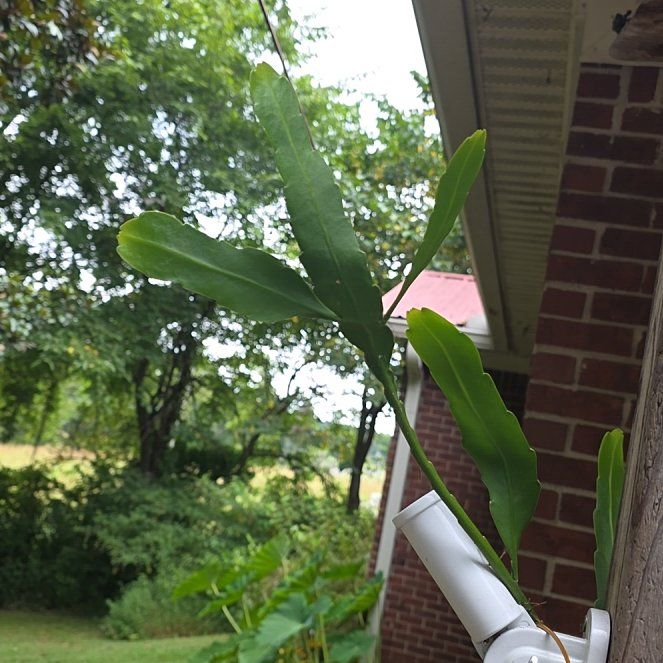 Photo of the plant species Hooker's Orchid Cactus by @KaiRonStyx named La Potosina on Greg, the plant care app