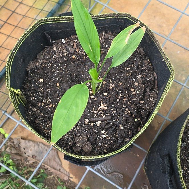 Photo of the plant species Turmeric by @KaiRonStyx named Curcuma on Greg, the plant care app