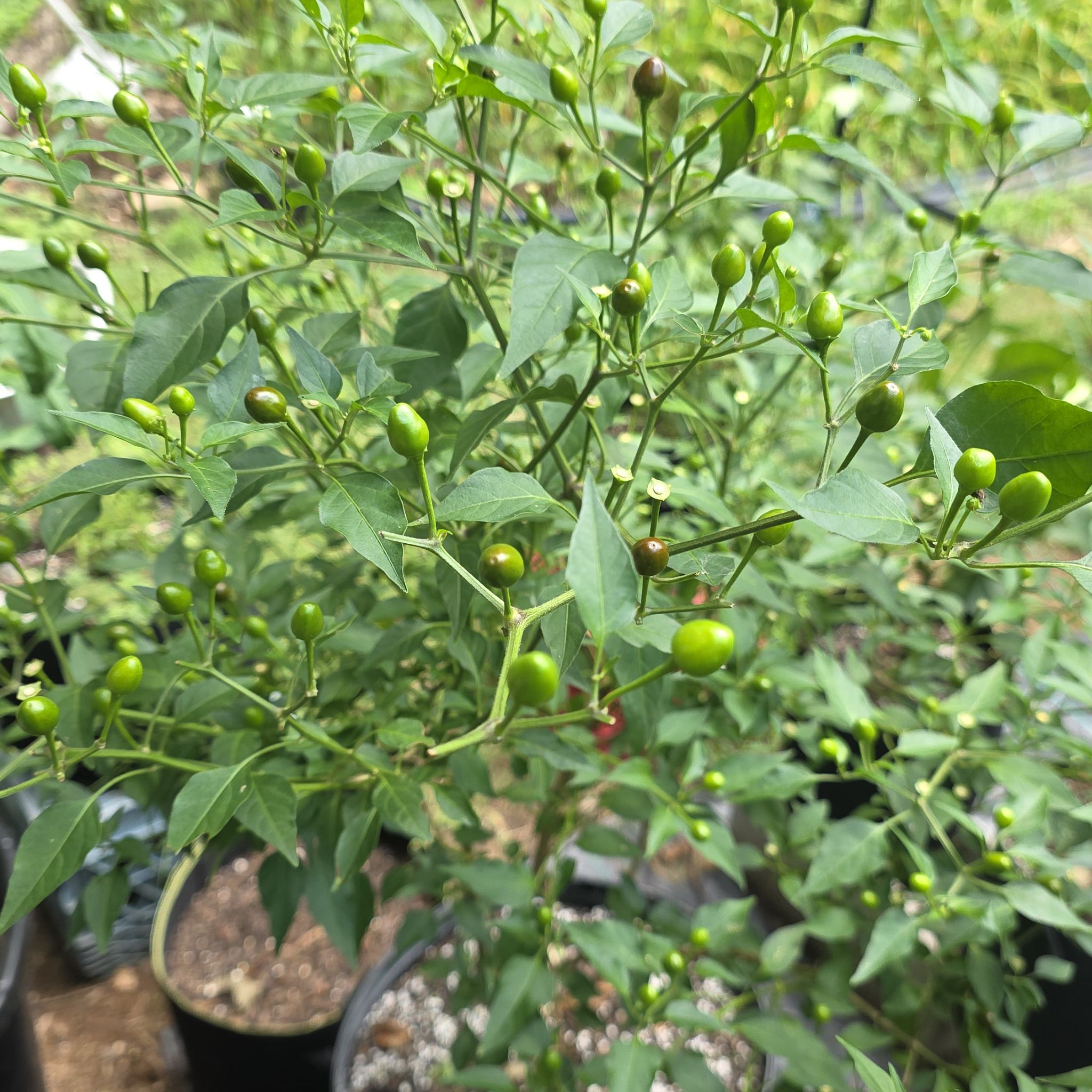 Photo of the plant species Pequin Peppers by @KaiRonStyx named Chiltepin Monte on Greg, the plant care app