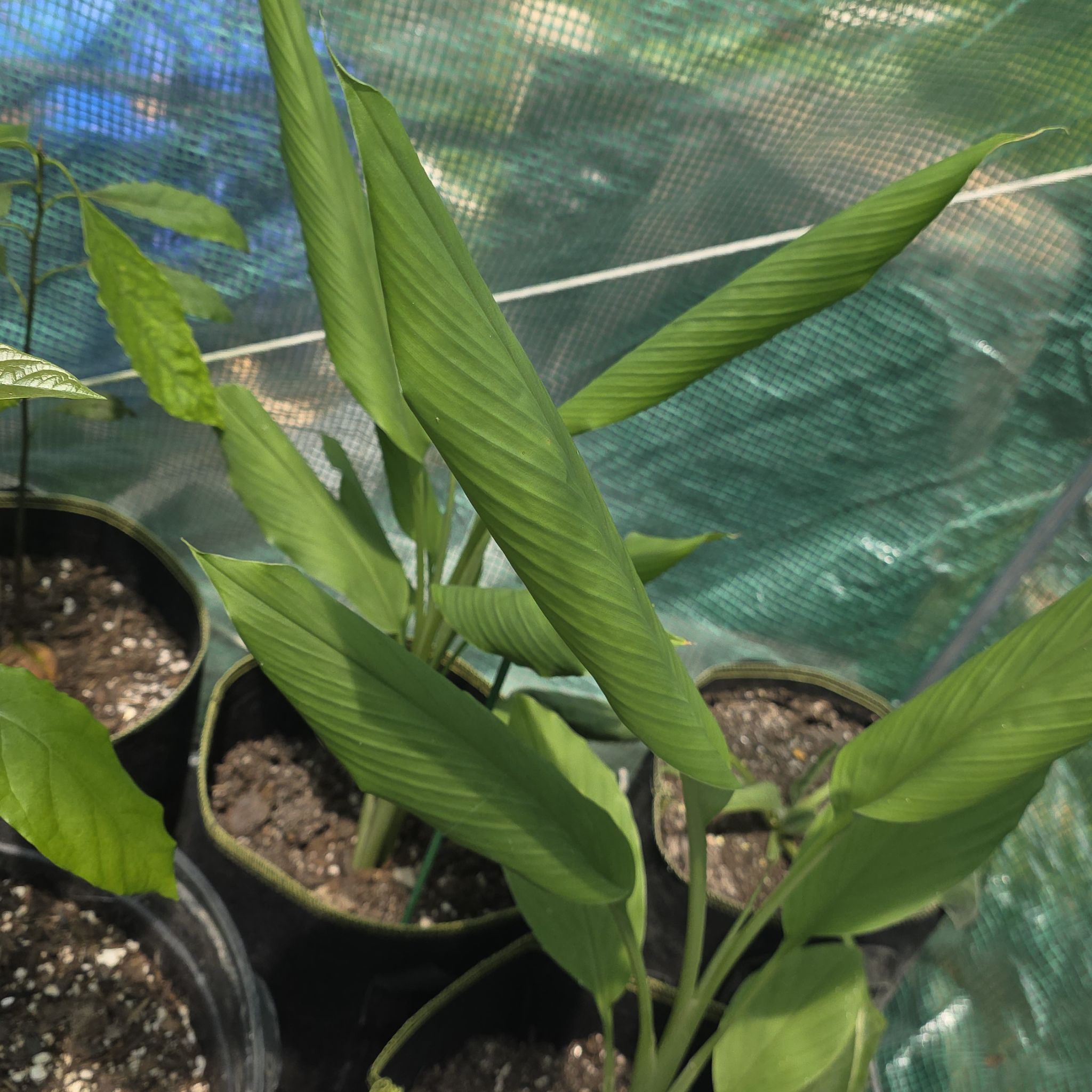 Photo of the plant species Turmeric by @KaiRonStyx named Curcuma on Greg, the plant care app