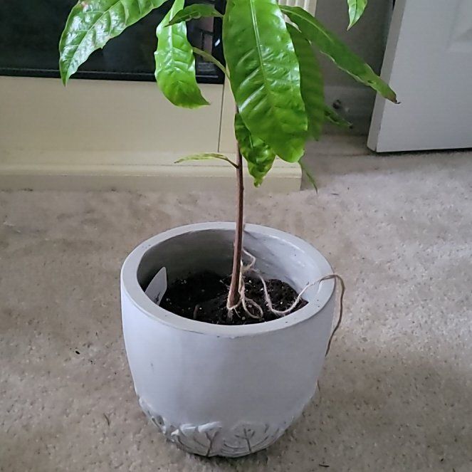 Photo of the plant species Yellow Sapote by @Lavenderblush named Stella on Greg, the plant care app