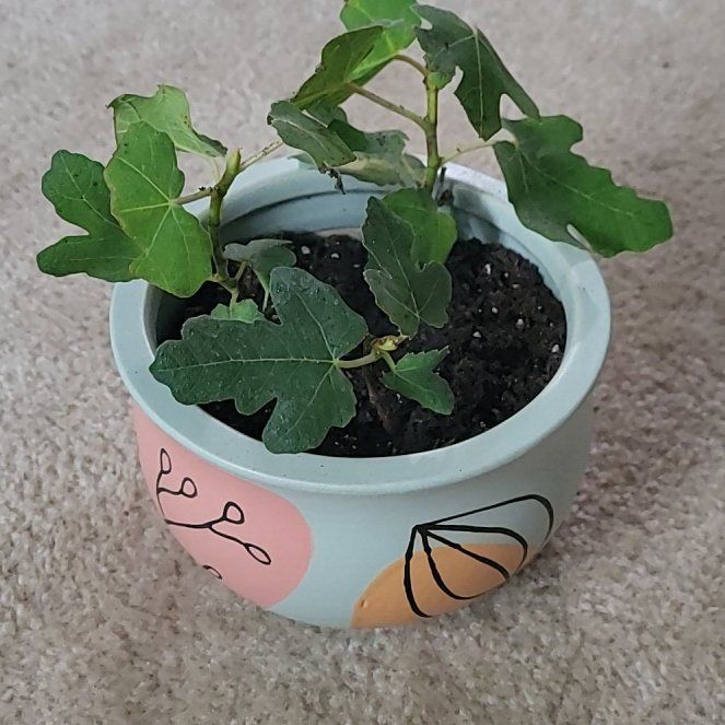 Photo of the plant species Fignomenal Fig Tree by @Lavenderblush named Harper on Greg, the plant care app