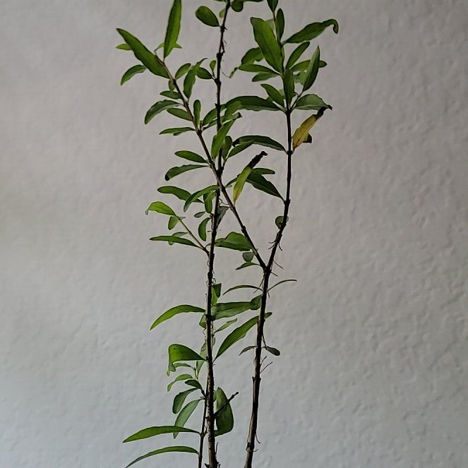 Photo of the plant species Dwarf Pomegranate by @Lavenderblush named Cleopatra on Greg, the plant care app