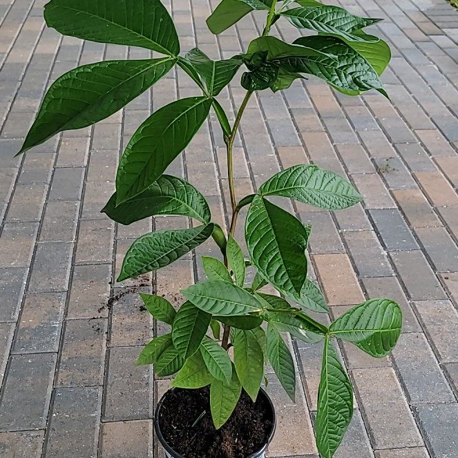 Photo of the plant species Ice Cream Bean tree by @Lavenderblush named Leonardo on Greg, the plant care app