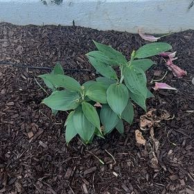 Photo of the plant species Star Gazer Lily by @LoveJoy named Lily on Greg, the plant care app