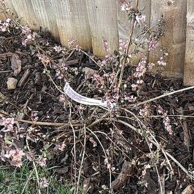 Photo of the plant species Deutzia setchuenensis var. longidentata by @ZingBroom19 named Gomez on Greg, the plant care app