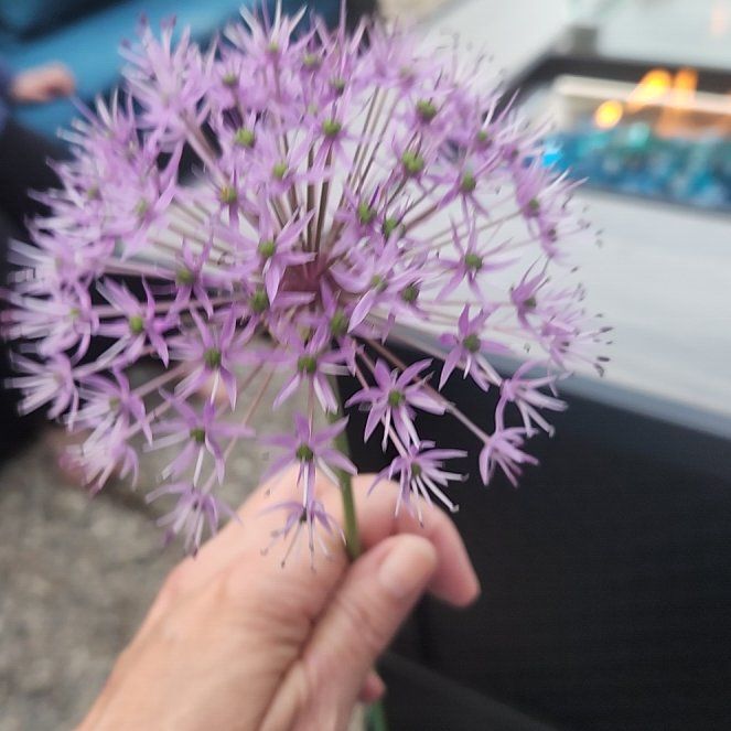Photo of the plant species Autumn Onion by @VastMastic17 named Dax on Greg, the plant care app