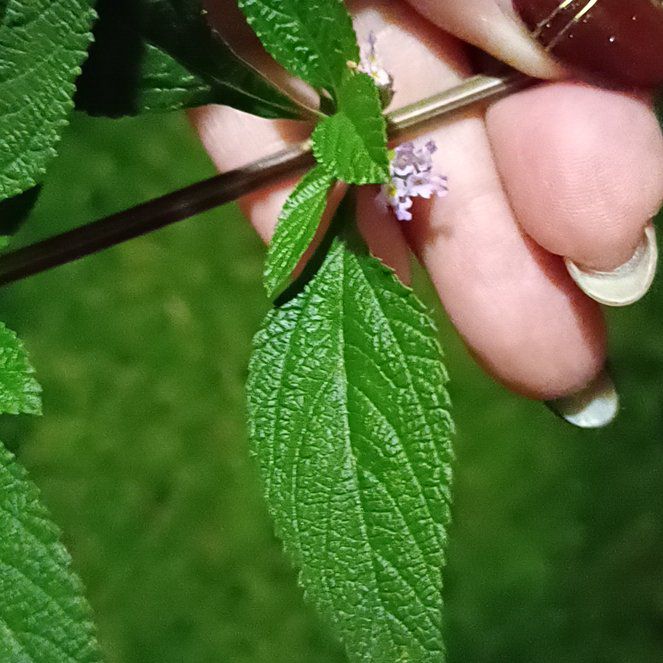 Photo of the plant species Lippia origanoides by @YardPilea11 named Beckham on Greg, the plant care app