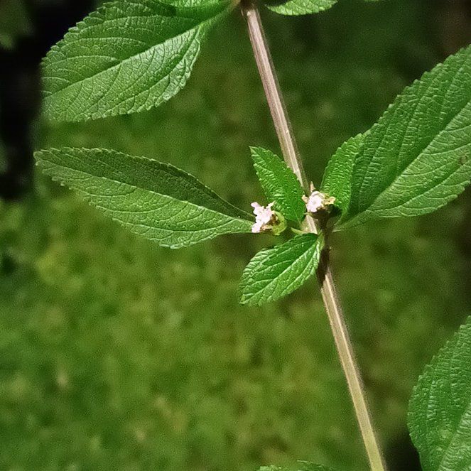 Photo of the plant species Lippia origanoides by @YardPilea11 named Sherlock on Greg, the plant care app