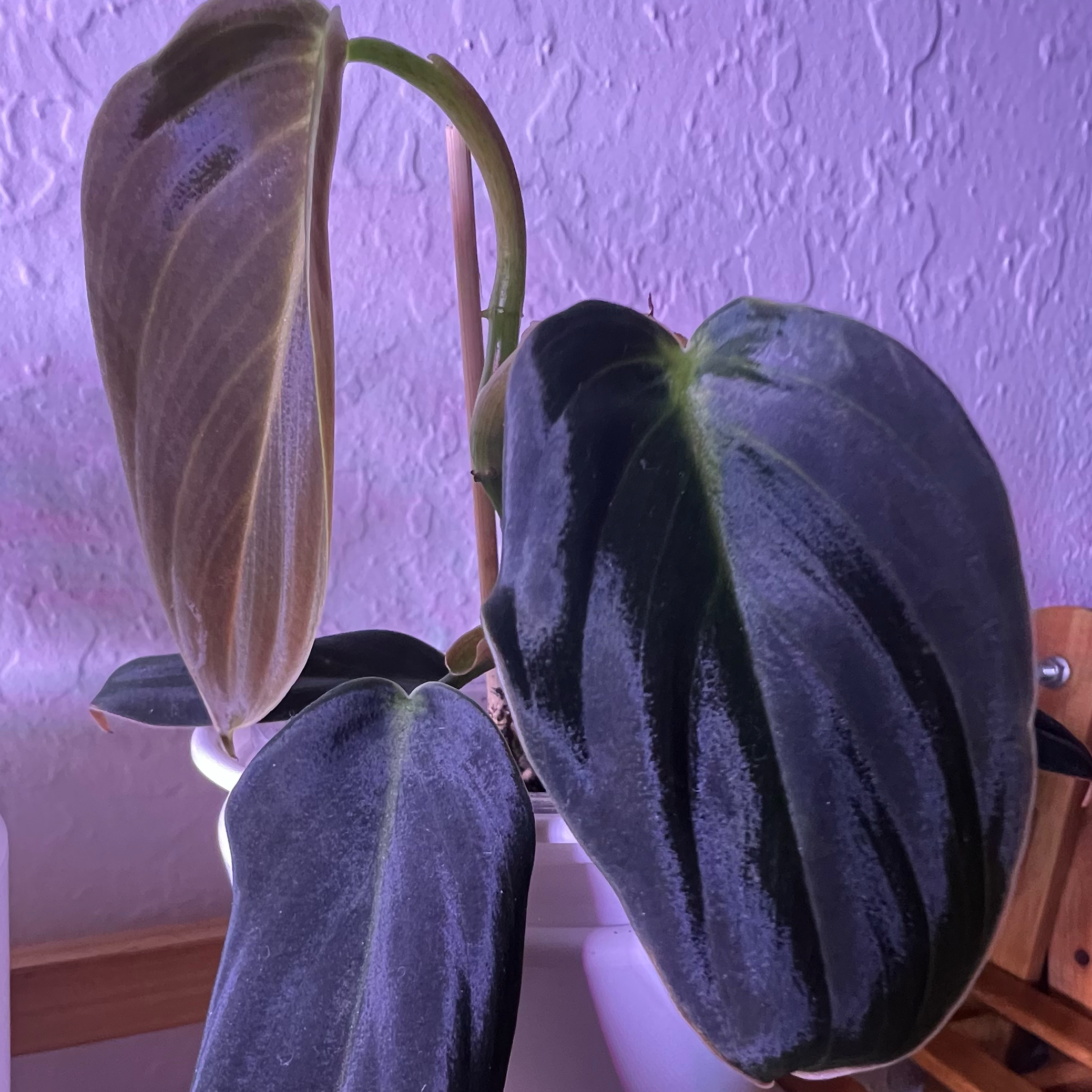 Photo of the plant species Philodendron Gigas by @HappyPlantMama named Lola on Greg, the plant care app