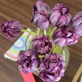 Photo of the plant species Peony Tulip by @PluckyAtom29 named Bella on Greg, the plant care app